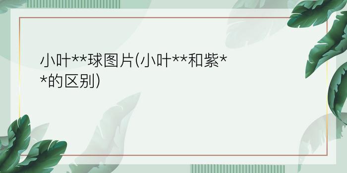 小叶**球图片(小叶**和紫**的区别)