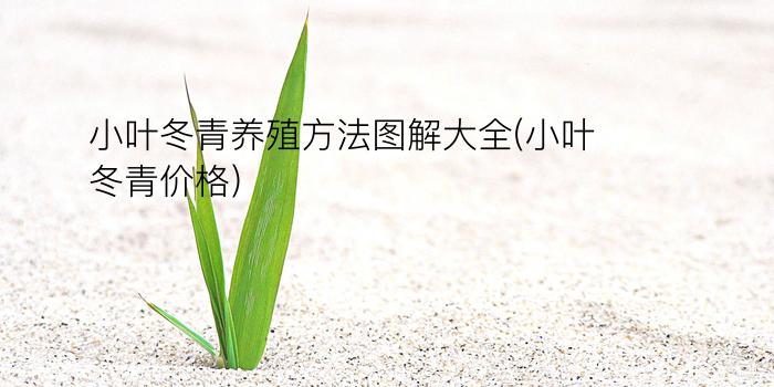 小叶冬青养殖方法图解大全(小叶冬青价格)