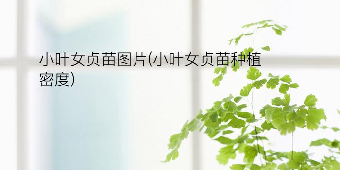 小叶女贞苗图片(小叶女贞苗种植密度)