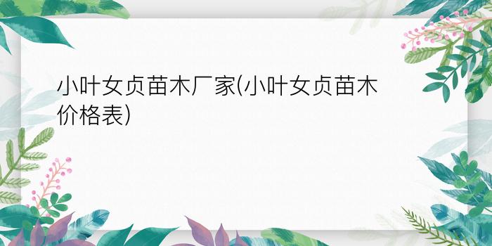 小叶女贞苗木厂家(小叶女贞苗木价格表)