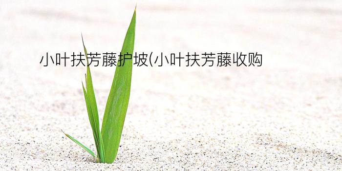 小叶扶芳藤护坡(小叶扶芳藤收购)