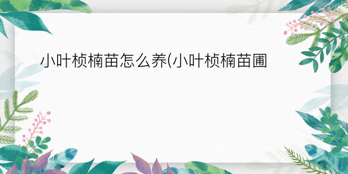 小叶桢楠苗怎么养(小叶桢楠苗圃)