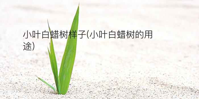 小叶白蜡树样子(小叶白蜡树的用途)