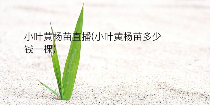 小叶黄杨苗直播(小叶黄杨苗多少钱一棵)