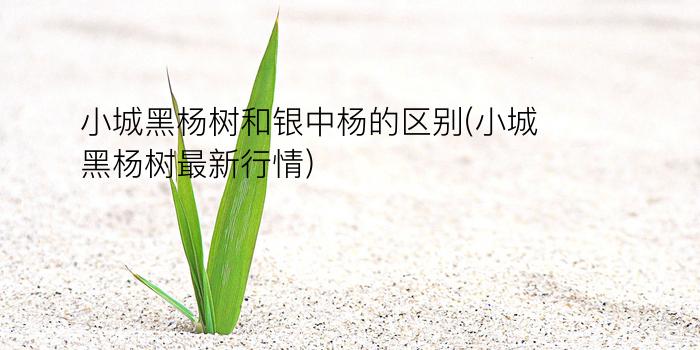 小城黑杨树和银中杨的区别(小城黑杨树最新行情)