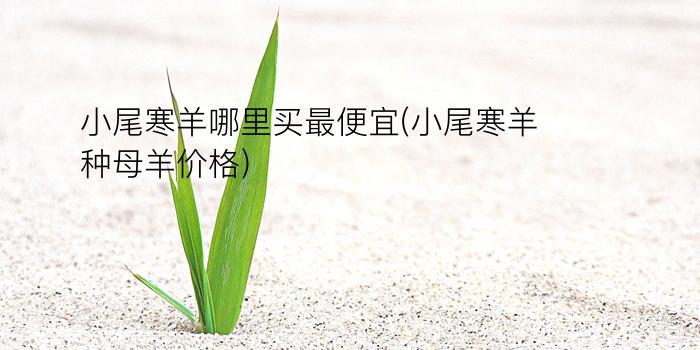 小尾寒羊哪里买最便宜(小尾寒羊种母羊价格)