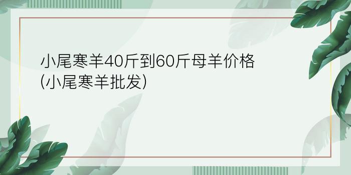 小尾寒羊40斤到60斤母羊价格(小尾寒羊批发)