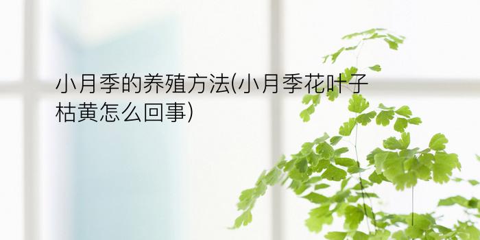 小月季的养殖方法(小月季花叶子枯黄怎么回事)