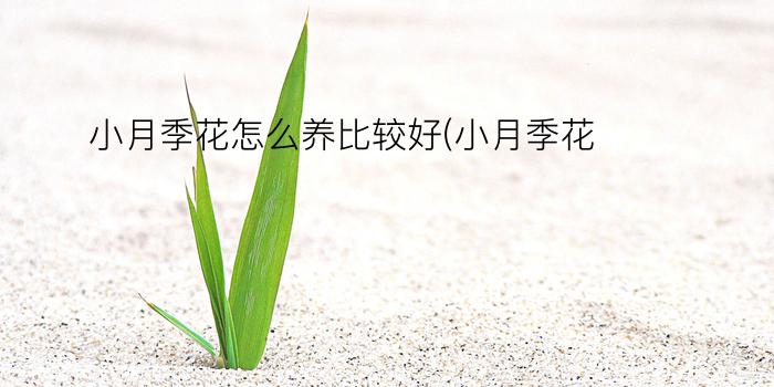 小月季花怎么养比较好(小月季花)