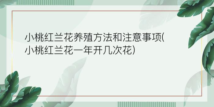 小桃红兰花养殖方法和注意事项(小桃红兰花一年开几次花)