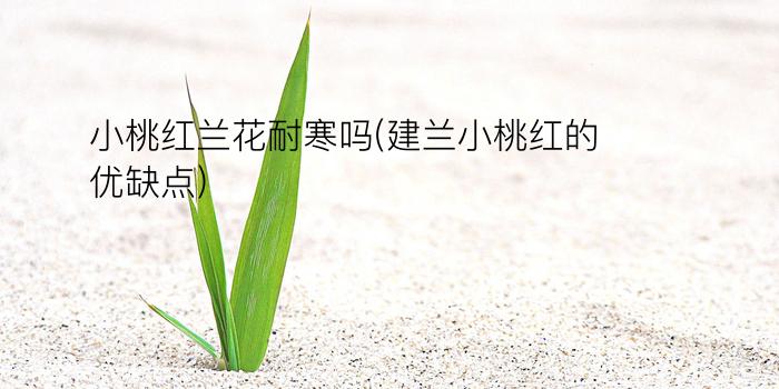 小桃红兰花耐寒吗(建兰小桃红的优缺点)