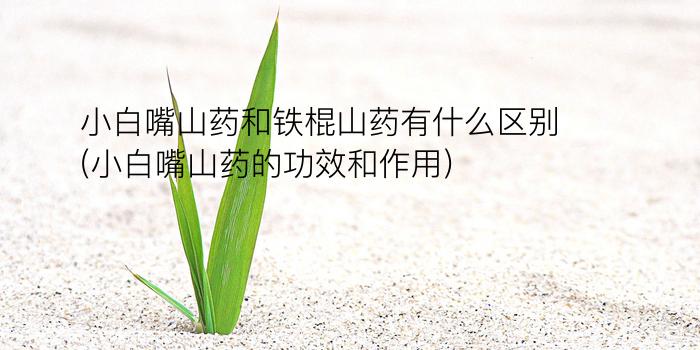 小白嘴山药和铁棍山药有什么区别(小白嘴山药的功效和作用)