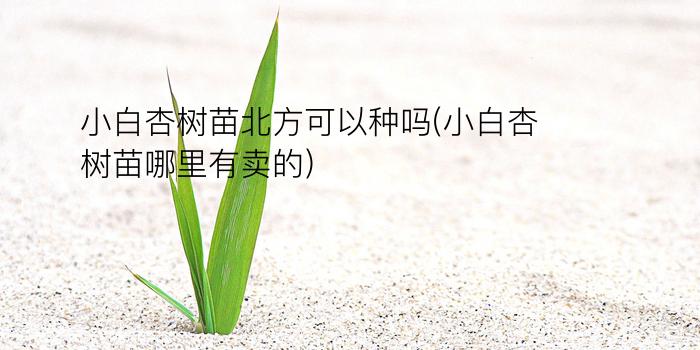 小白杏树苗北方可以种吗(小白杏树苗哪里有卖的)