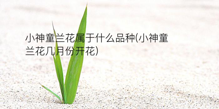 小神童兰花属于什么品种(小神童兰花几月份开花)