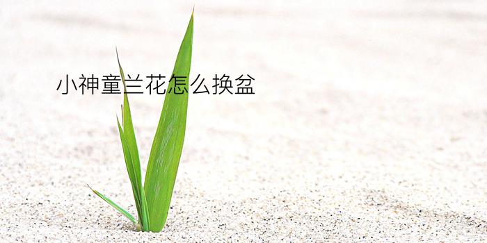 小神童兰花怎么换盆