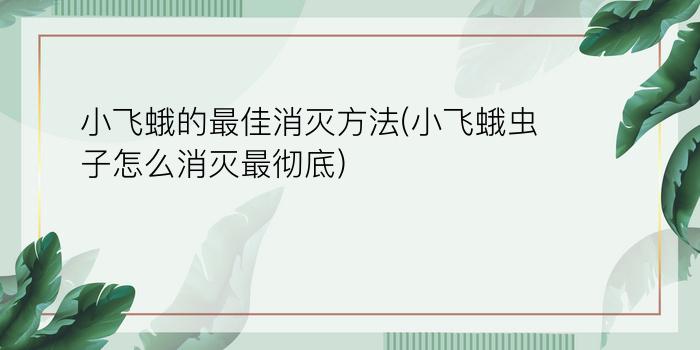 小飞蛾的最佳消灭方法(小飞蛾虫子怎么消灭最彻底)