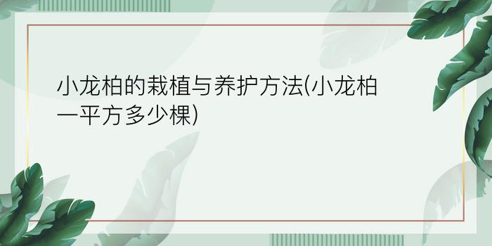 小龙柏的栽植与养护方法(小龙柏一平方多少棵)