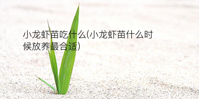 小龙虾苗吃什么(小龙虾苗什么时候放养最合适)