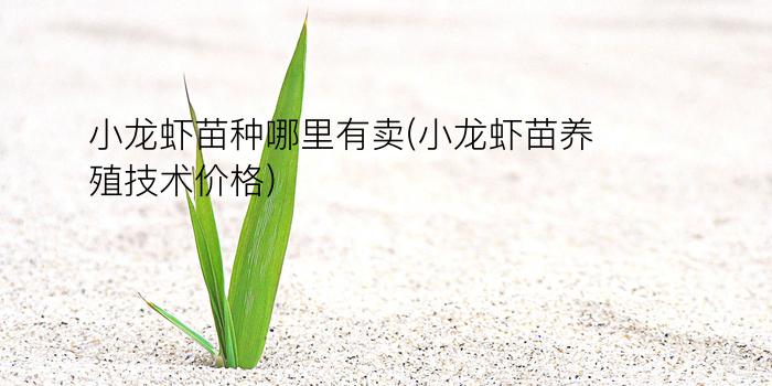 小龙虾苗种哪里有卖(小龙虾苗养殖技术价格)