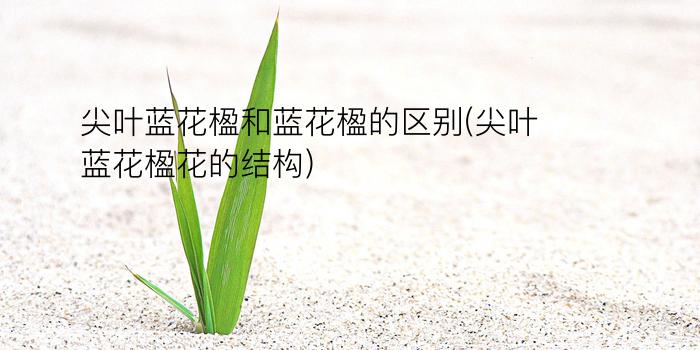 尖叶蓝花楹和蓝花楹的区别(尖叶蓝花楹花的结构)