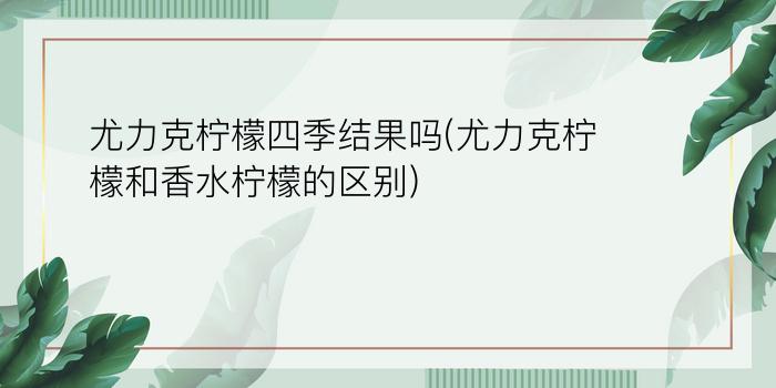 尤力克柠檬四季结果吗(尤力克柠檬和香水柠檬的区别)