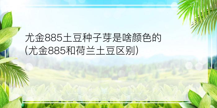 尤金885土豆种子芽是啥颜色的(尤金885和荷兰土豆区别)