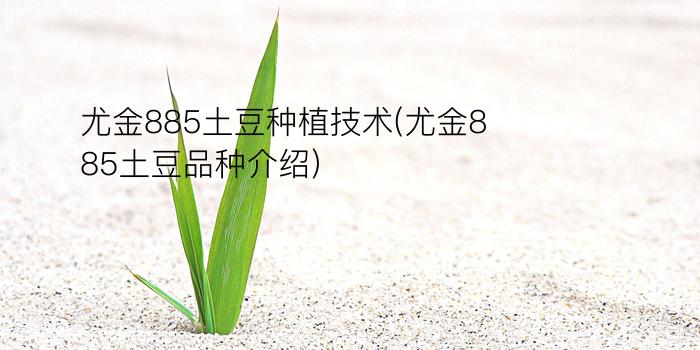 尤金885土豆种植技术(尤金885土豆品种介绍)