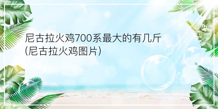 尼古拉火鸡700系最大的有几斤(尼古拉火鸡图片)