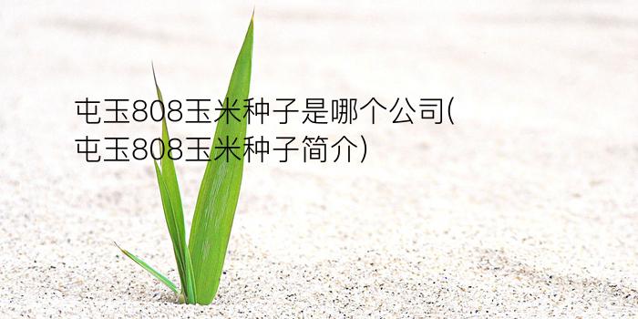 屯玉808玉米种子是哪个公司(屯玉808玉米种子简介)