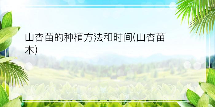 山杏苗的种植方法和时间(山杏苗木)