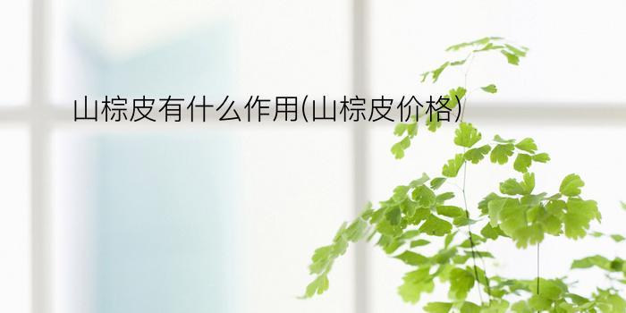 山棕皮有什么作用(山棕皮价格)