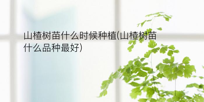 山楂树苗什么时候种植(山楂树苗什么品种最好)