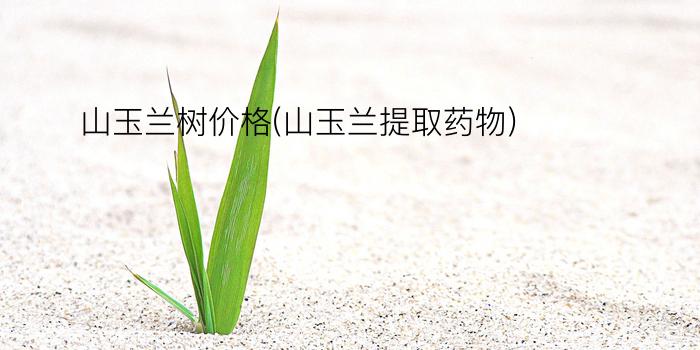 山玉兰树价格(山玉兰提取药物)