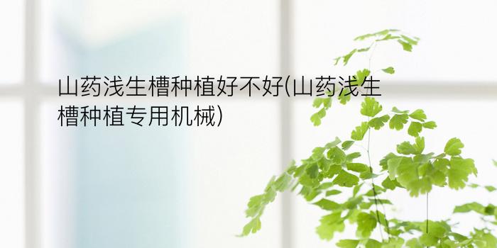 山药浅生槽种植好不好(山药浅生槽种植专用机械)