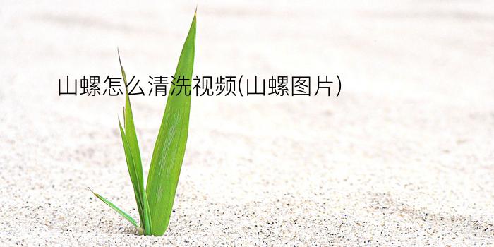 山螺怎么清洗视频(山螺图片)