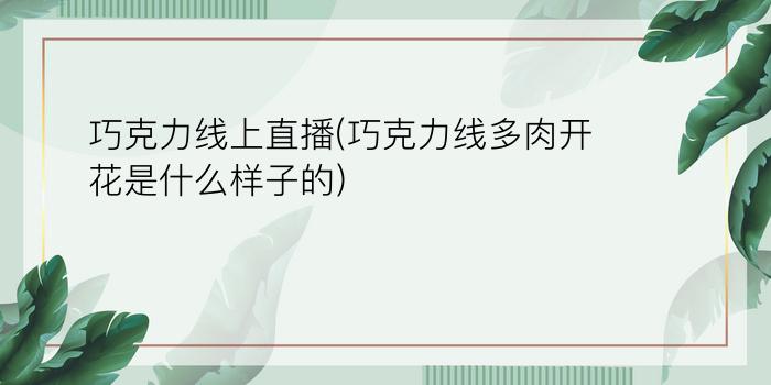 巧克力线上直播(巧克力线多肉开花是什么样子的)