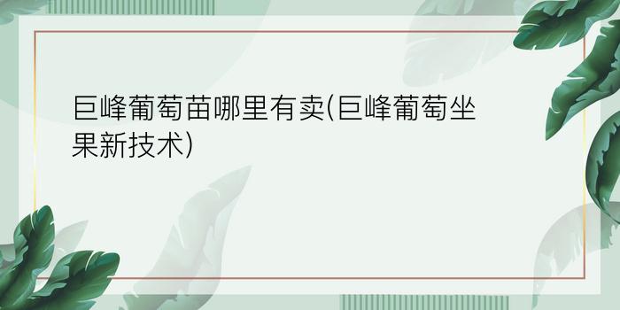 巨峰葡萄苗哪里有卖(巨峰葡萄坐果新技术)