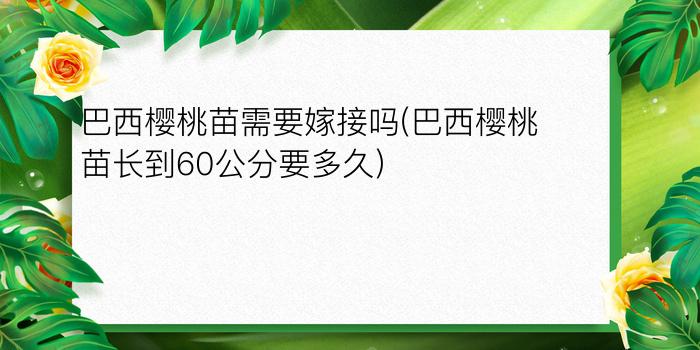 巴西樱桃苗需要嫁接吗(巴西樱桃苗长到60公分要多久)