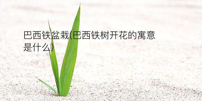 巴西铁盆栽(巴西铁树开花的寓意是什么)