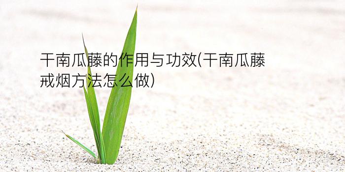 干南瓜藤的作用与功效(干南瓜藤戒烟方法怎么做)