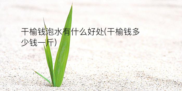 干榆钱泡水有什么好处(干榆钱多少钱一斤)