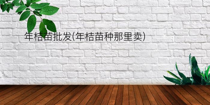 年桔苗批发(年桔苗种那里卖)