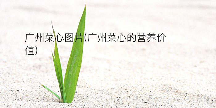 广州菜心图片(广州菜心的营养价值)