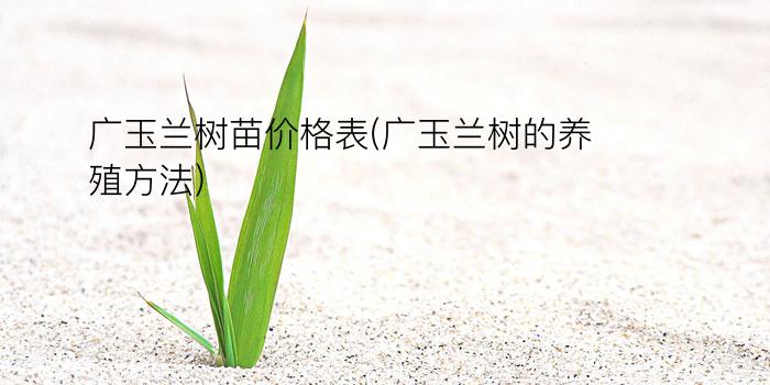 广玉兰树苗价格表(广玉兰树的养殖方法)