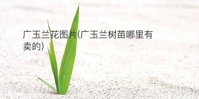 广玉兰花图片(广玉兰树苗哪里有卖的)