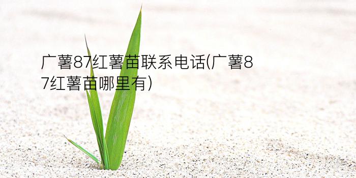 广薯87红薯苗联系电话(广薯87红薯苗哪里有)