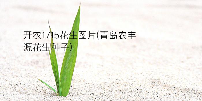 开农1715花生图片(青岛农丰源花生种子)