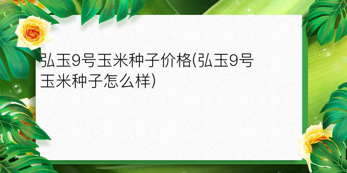 弘玉9号玉米种子价格(弘玉9号玉米种子怎么样)