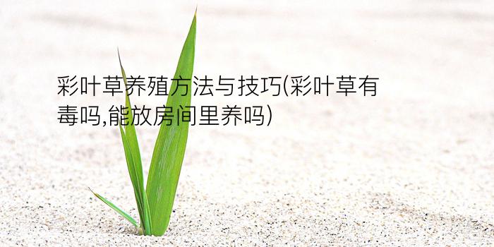 彩叶草养殖方法与技巧(彩叶草有毒吗,能放房间里养吗)