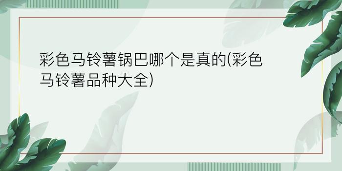 彩色马铃薯锅巴哪个是真的(彩色马铃薯品种大全)